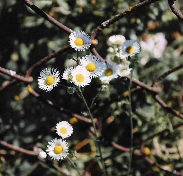 boosting blog traffic strategically