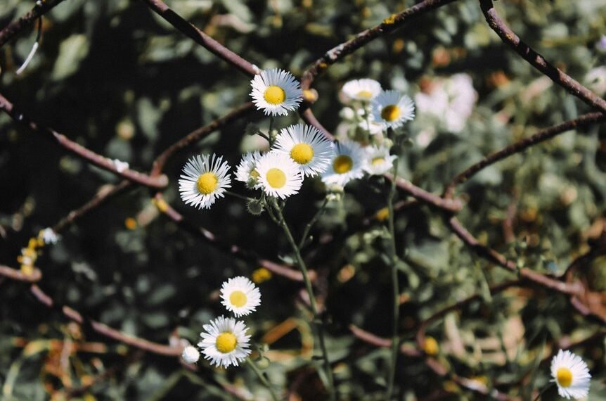 boosting blog traffic strategically